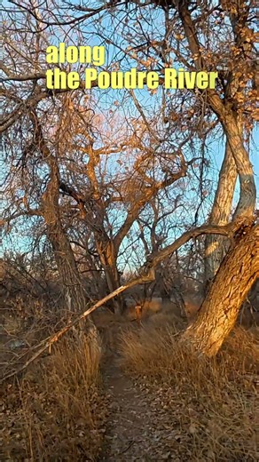 Nordic walking at December sunrise along the Poudre River, Colorado
