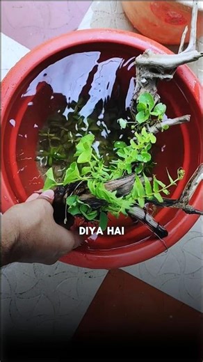 How to set-up🐟your DIY outdoor pond || no filter✅low-tech pond || guppy tank ||#tank #guppy