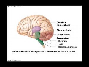 Chapter 12.1 Brain Development BIO201