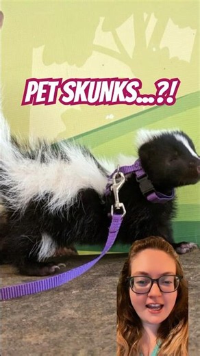 We are 40 YEARS away from Pet Skunks?! 🦨🤯