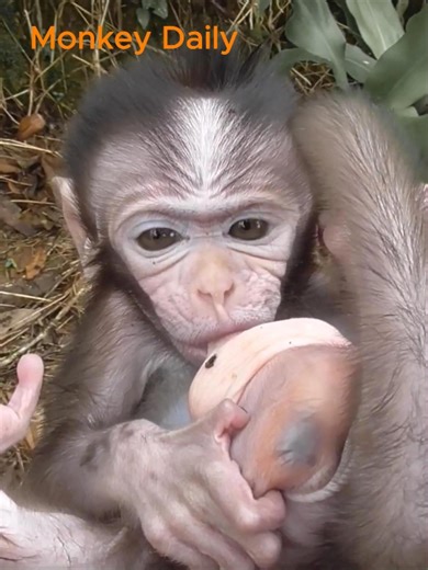 Squeaking baby monkey
