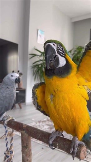 Macaw slaps grey African 🥹🦜 #macaw #parrot #greyafrican #birds #cuteanimals