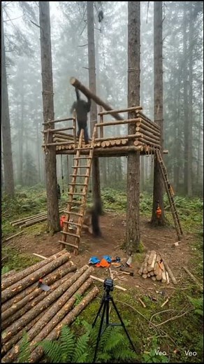 A wooden house has been built on a tree in the middle of a dense forest.#video