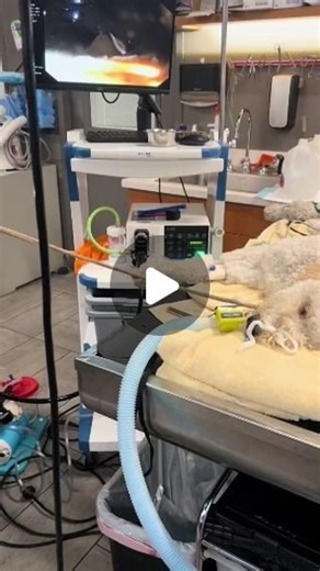 Prystal vet surgeons | Foreign body obstruction is a significant cause of death in dogs, so it is crucial to take preventive measures. If you suspect your dog has... | Instagram
