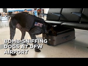 A look at TSA's canine unit at DFW Airport