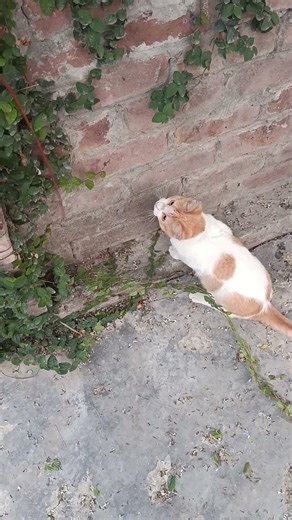 kitten 🐾🐾🐾 time #cats #cute #cat#kitten#fun #catshorts#babycat #kittenlove #catvideos #kitty