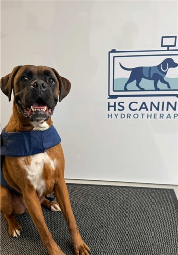 2025 Recap: Journey of HS Canine Hydrotherapy