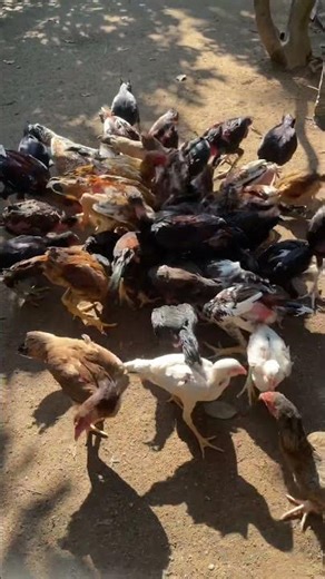 Rooster Flock – A Powerful Army of Fighting Roosters on the Farm