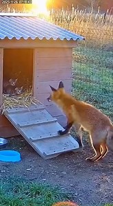 Mom Cat Said Not Today | Naturee