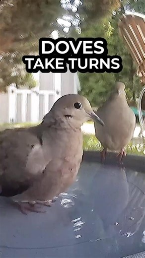 These Doves Take Turns at the Bird Bath 🕊️