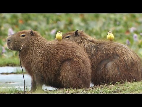 いつもカピバラに乗っている小鳥