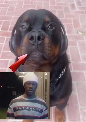 Bro Knows Ball: Catchy Vibes from ilyTOMMY