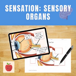 High School Psychology Lesson on Sensation: How Sensory Organs Work