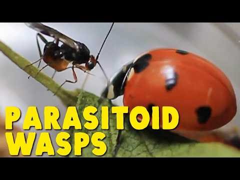 These Parasitic Wasps Are Part Virus