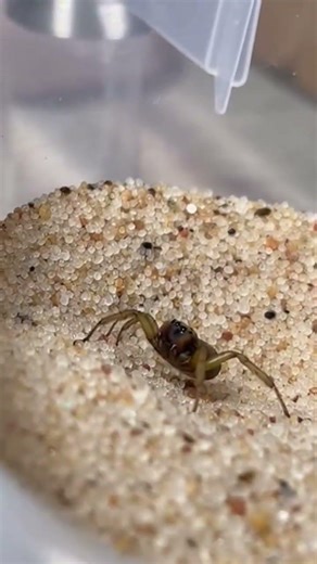 Plastic sanbox container 2 natural wild predators fighter closely #ytshorts #yt #wildlifeshorts