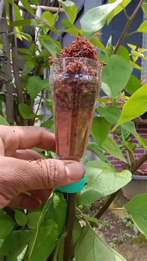 Air Layering Practice Session 🌿🔥