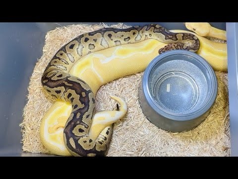 CLOWN het. SUNSET X LAVENDER CLOWN YUP BALL PYTHONS!!!
