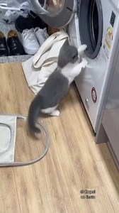 24K views · 443 reactions | Just like a hamster wheel! | Rumble Cats | Facebook