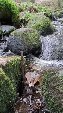 Sacred Water of Lopaiciai — The Voice of Ancient Samogitia
