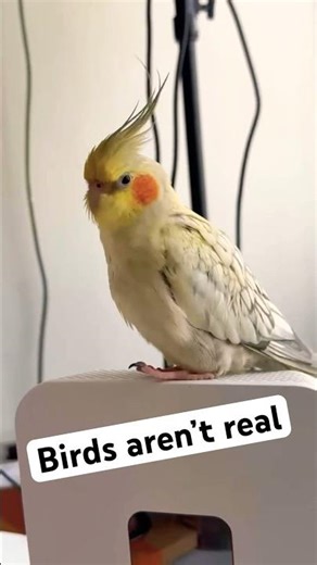 My Bird is Uploading 🤣 #lol #comedy