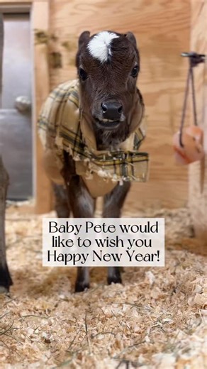 5.9K views · 8K reactions | We decided to name this perfect little guy Pete! He and his mom Piper are starting to feel at home and we are so grateful we could end 2025 with this very special rescue. Thank you so much for being here with us and for us through all the ups and downs of the past year. We are truly grateful and are excited to see what 2026 has in store for us. Happy New Year from all of us here at Sowa Goat Sanctuary! 拾 | Sowa Goat Sanctuary | Facebook