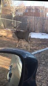 Just watched a deer jump over a 8 foot fence when it landed it broke its leg 😱… #deer #brokeleg #8footfence #survival | Luture Alison Evans
