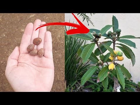 Como plantar NESPERA ( AMEIXA AMARELA) através da SEMENTE