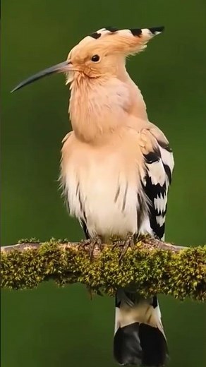 Cuckoo Bird Sound and Sweet Calling Voice | Beautiful Nature Bird Singing with Relaxing #shorts