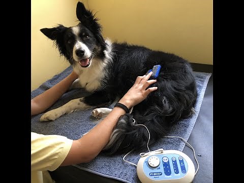 Fibrocartilaginous Embolism (FCE) or Spinal Stroke in Dogs - Gemma Recovers from Paralysis