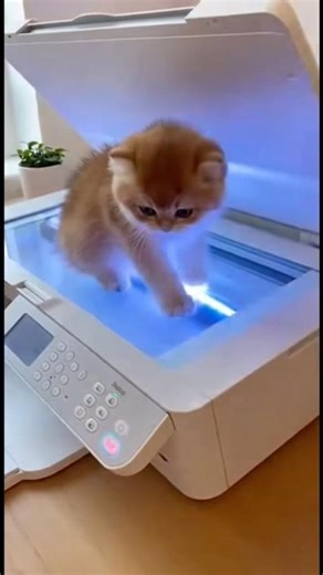 I CLONE My Cat with CopyCat Machine! 😻😹 #cat #cute #tiktok