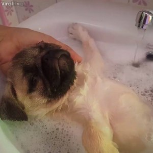 Life goals: being as relaxed as this pug 🐶😍 ViralHog | UNILAD