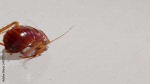 Close up cockroach isolated on white background.Cockroaches are dying White background cockroach and white cockroach supination.