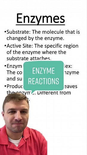 Enzyme Reactions #biologg #enzyme #enzymesubstratecomplex #substrate #...