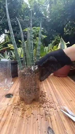 Sansevieria Leaf propagation technique #soilpropagation #plantpropagation #gardening #HomeGarden #fblifestyle Mamalyn's Garden | Mamalyn's Garden