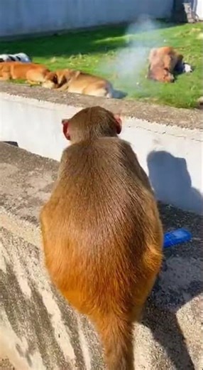 The monkey attacked a pack of dogs !!! #funny #money