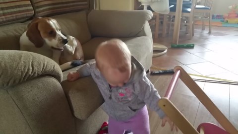 Patience of a Saint? This Beagle's Calm Demeanor with a Playful Baby is Inspiring