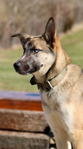 If ever a single captured a dog’s personality! #stonnie #husky #gsd | Stonnie Dennis Dog Training & Boarding