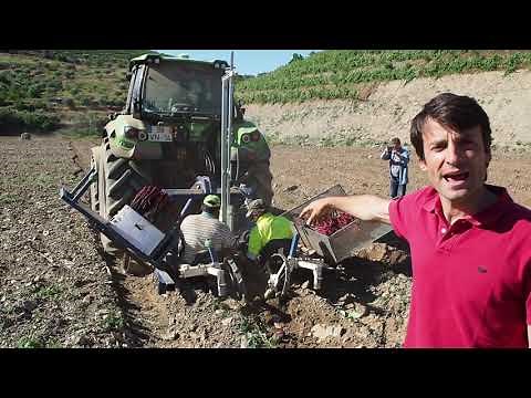 Planting a new vineyard using tractor guided by GPS