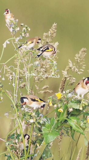 #goldfinch #cardellino #goldfinch_singing #chardonneret_élégant #birds #Cardellino #chardonneret_chant #goldfinch_singing #Cardellino | فضاء عياد للطيور