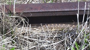 48 reactions · 4 comments | FROM THE FIELD - How about a bullsnake slithering by to brighten your day? Bullsnakes are critical components of our ecosystems wherever they occur. Designed for burrowing, they are a mousetrap that won't be denied. #SnakesMatter #ConservationThroughEducation | Center For Snake Conservation | Facebook