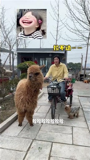 This alpaca if you raise one you ll ruin another Having raised alpacas for so long when it