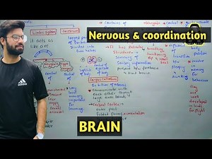 Human brain Structure And Functions | Class 12 Biology