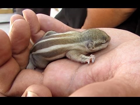 Fallen baby chipmunk returned to nest.