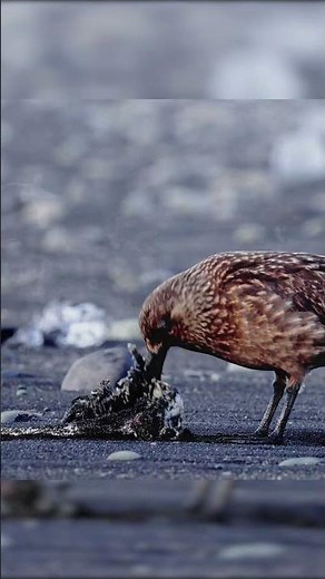 Skuas: Across the Empty Sea