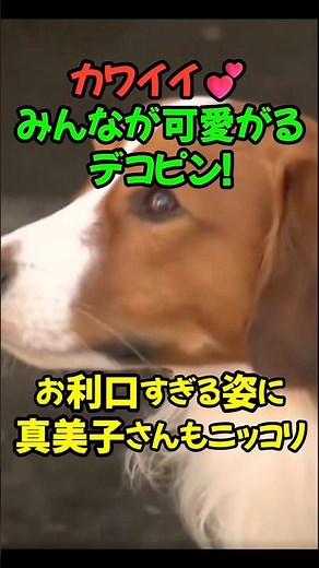 大谷夫婦の愛犬デコピン、みんなに愛される天使すぎる姿が話題に❤️ ⁠#大谷翔平⁠ ⁠#真美子さん⁠ ⁠#デコピン⁠ ⁠#大谷デコピン⁠ ⁠#愛犬⁠ ⁠#ほっこり⁠ ⁠#MLB⁠ ⁠⁠#Decoy⁠