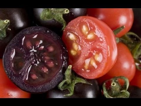 GMO Tomatoes, they have ARRIVED!