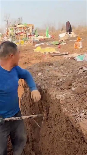Farmers digging yams in the field
