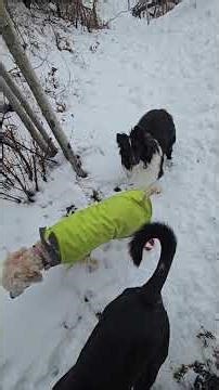 4. Wednesday Feb 25th Pack Park walk with Chewy, Pepe, Maya, Fernando, Nova & Rue