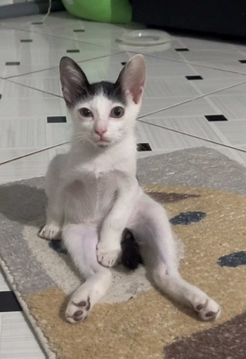 Ghép nhạc này vào thấy nghèo hẳn 🤣 #viralvideo #mickey #mickeyhaimai #xuhuongtiktok #viral