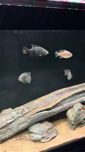 The New 125 Gallon Cichlid Tank!